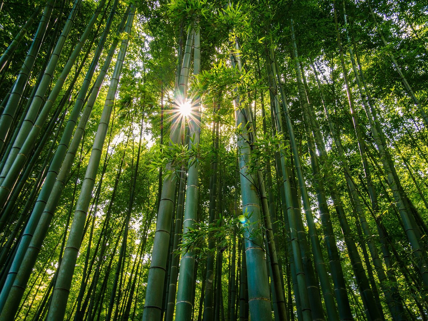 Hokoku-ji Bamboo Temple
