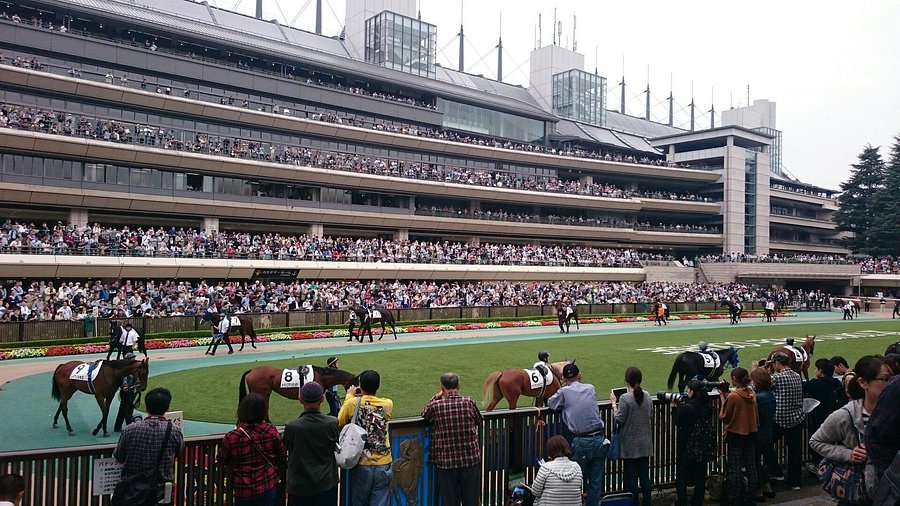 Horse Racing at Tokyo Racecourse