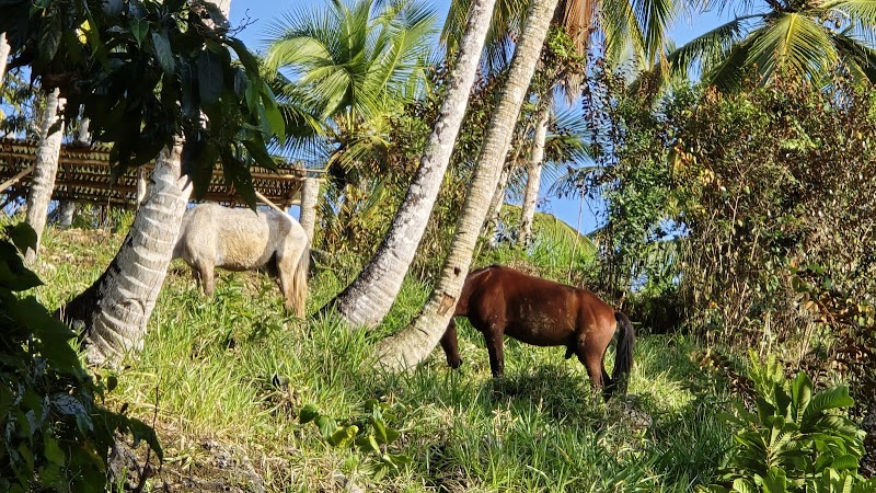 Horseback Ride to El Limón
