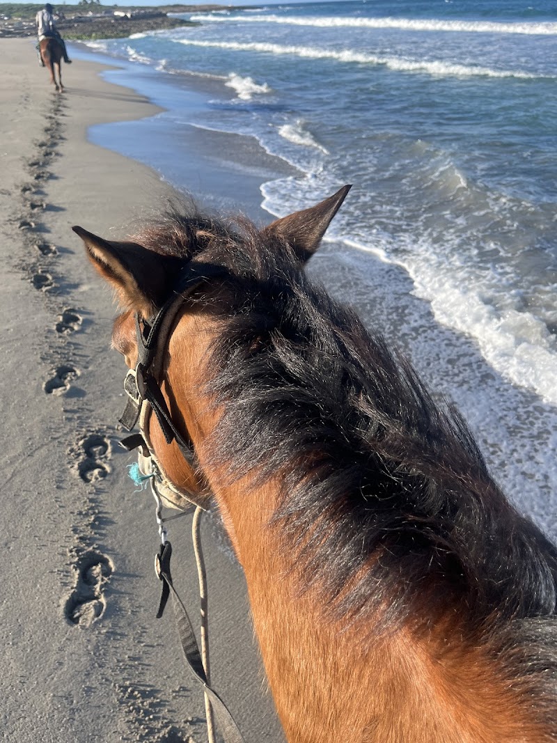 Horseback Riding on Macao Beach