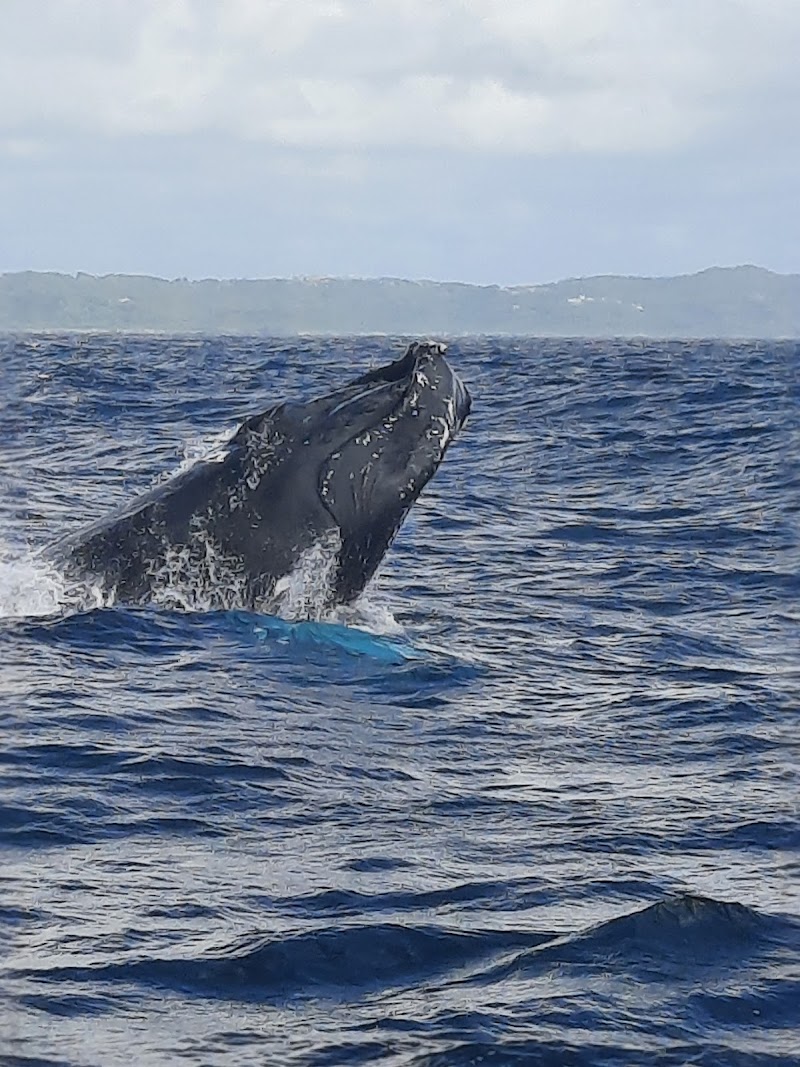 Humpback Whale Watching