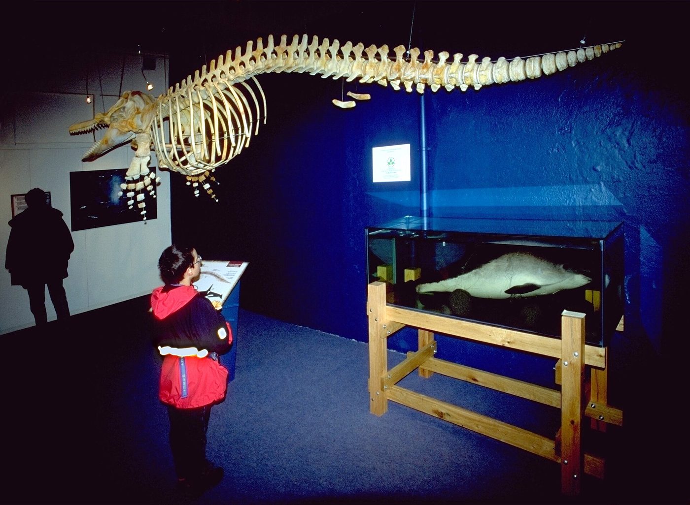 Húsavík Whale Museum