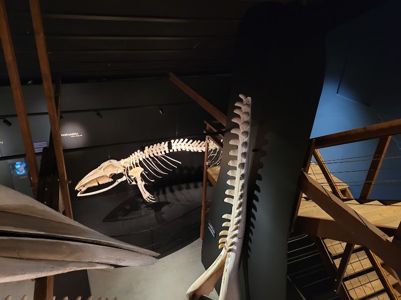 Húsavík Whale Museum