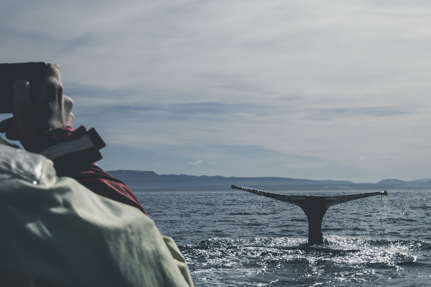 Húsavík Whale Watching