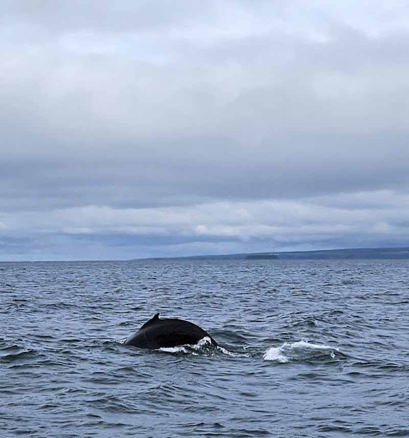 Húsavík Whale Watching