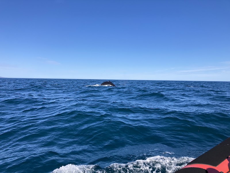 Húsavík Whale Watching