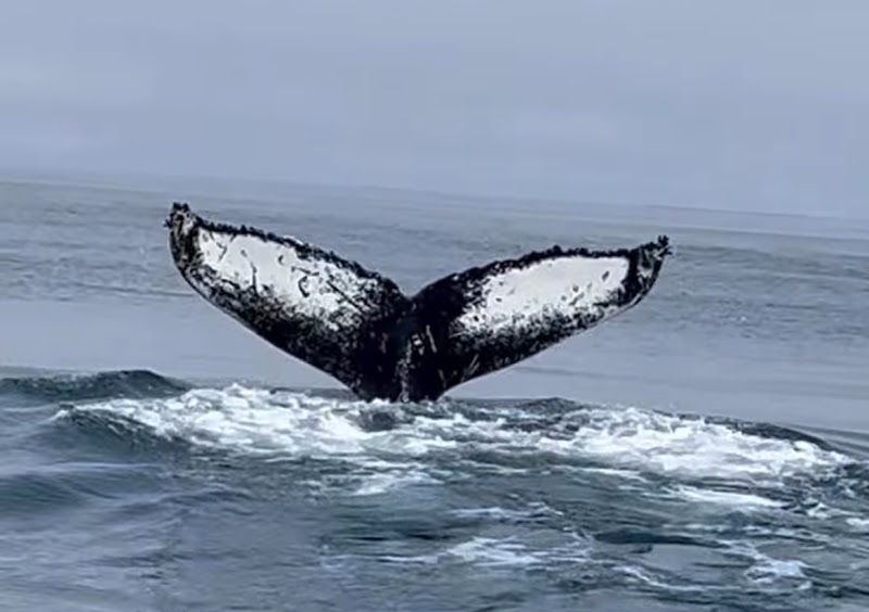 Húsavík Whale Watching