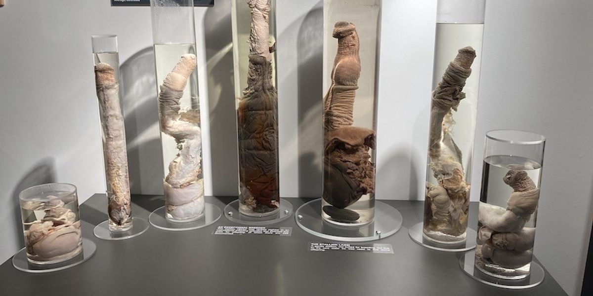 Icelandic Phallological Museum