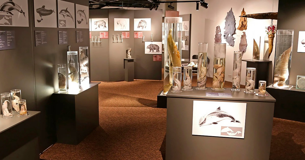 Icelandic Phallological Museum