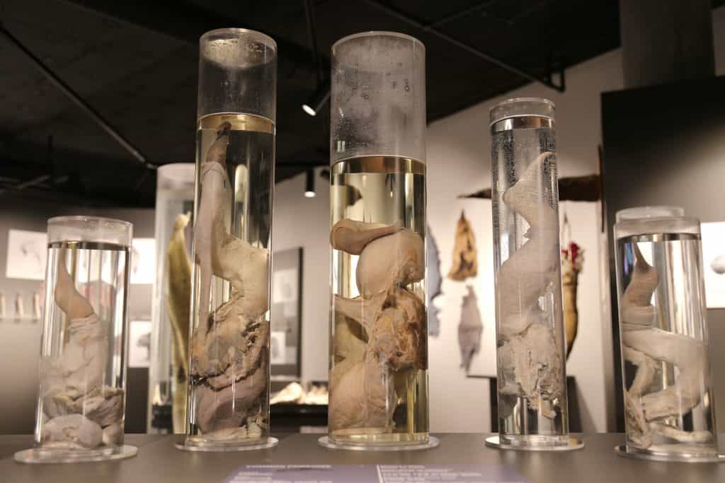 Icelandic Phallological Museum