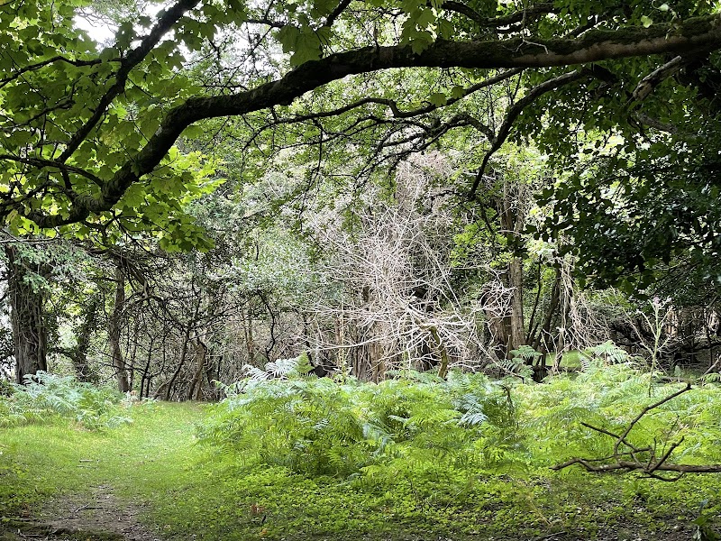 Innisfallen Island