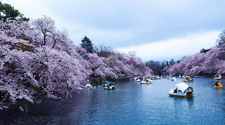 Inokashira Park