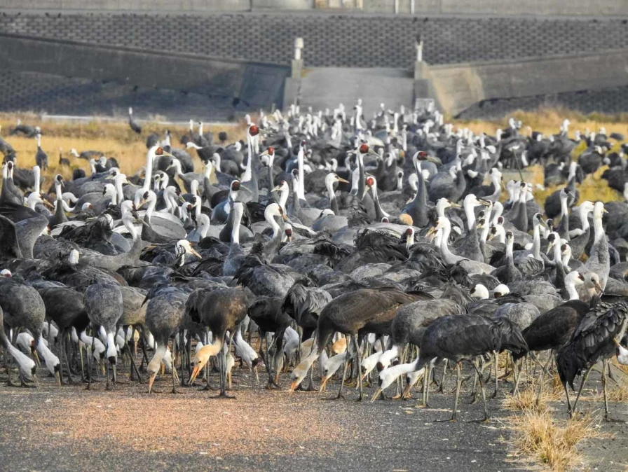 Izumi Crane Watching