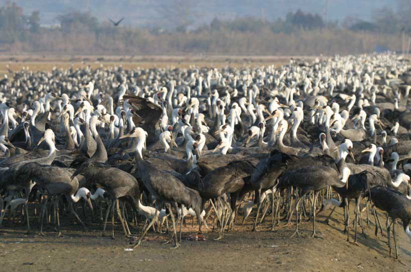 Izumi Crane Watching