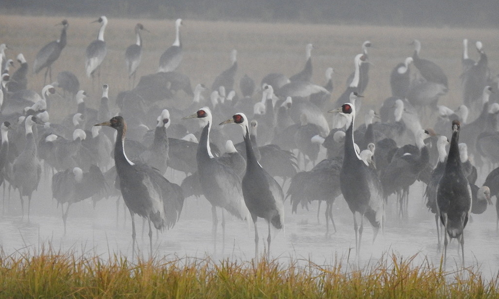 Izumi Crane Watching