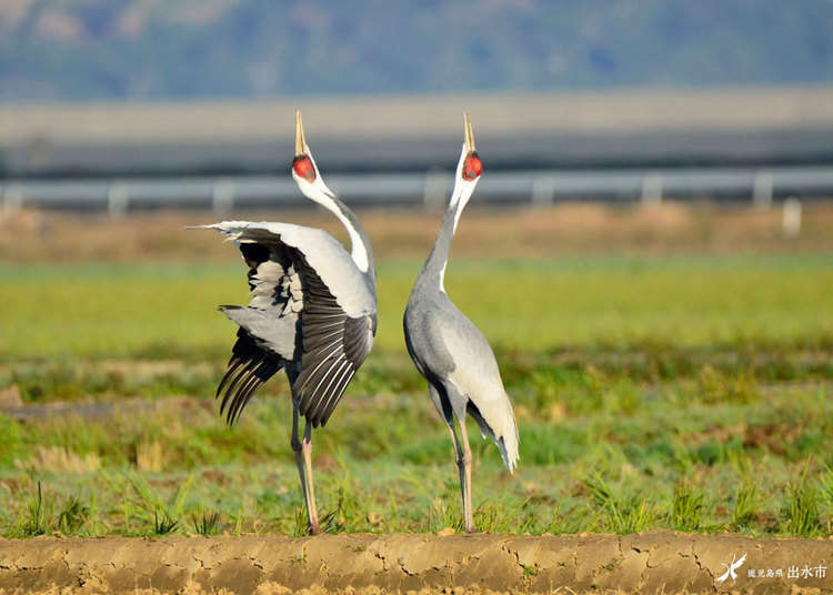 Izumi Crane Watching