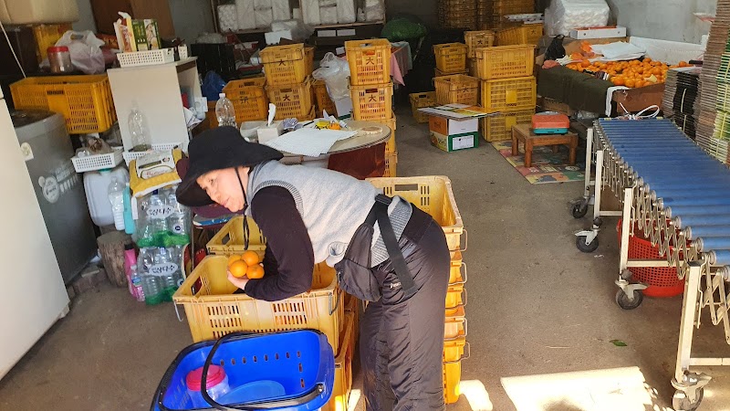 Jeju Tangerine Experience
