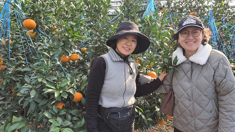 Jeju Tangerine Experience