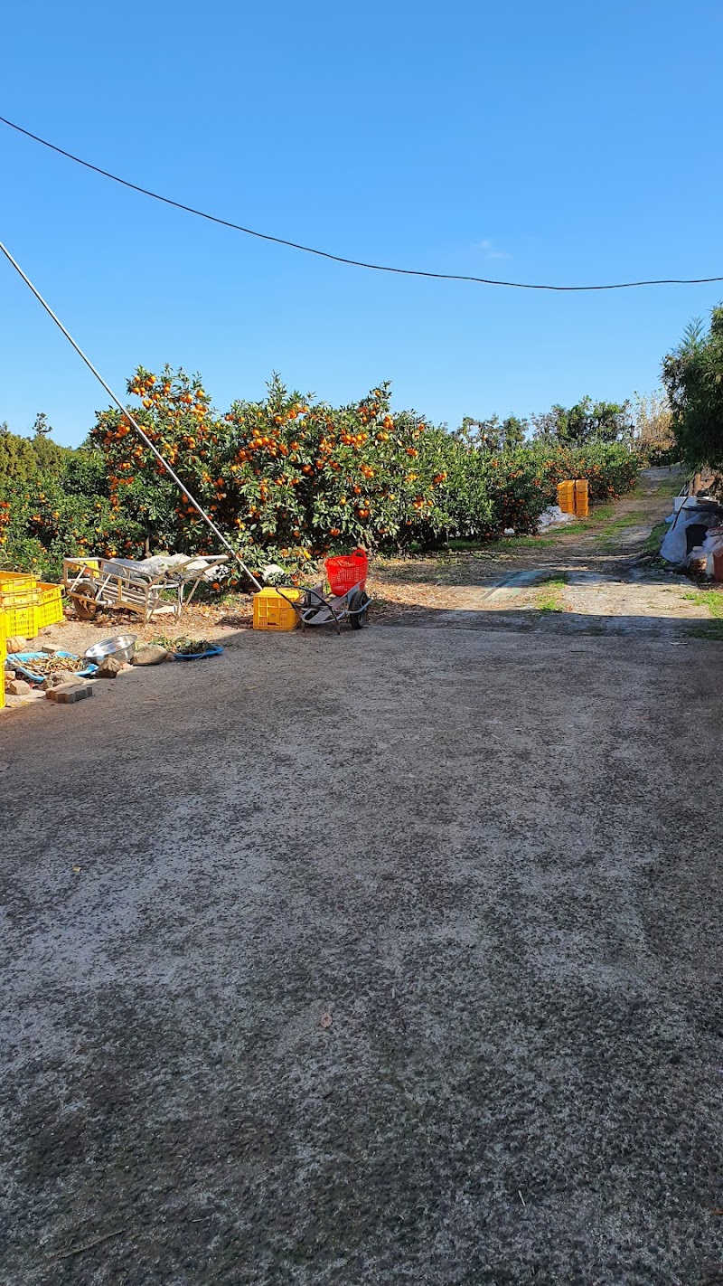 Jeju Tangerine Experience
