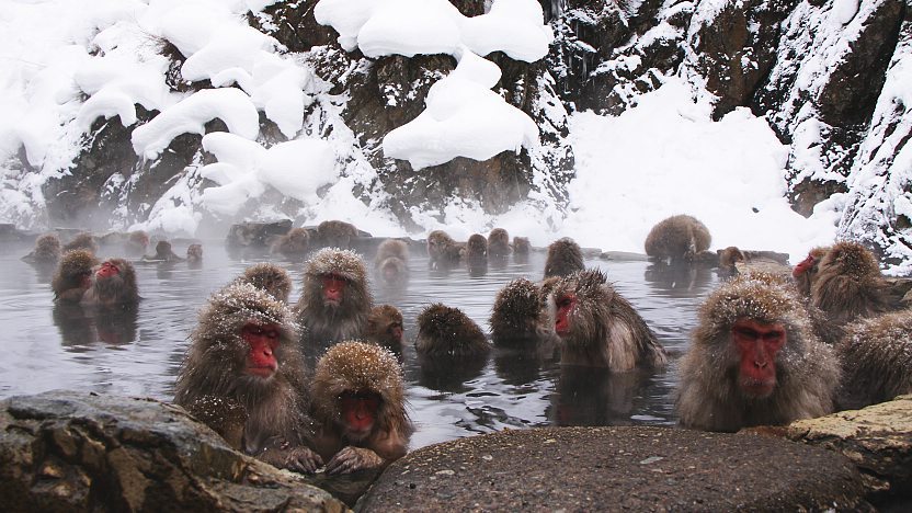 Jigokudani Monkey Park