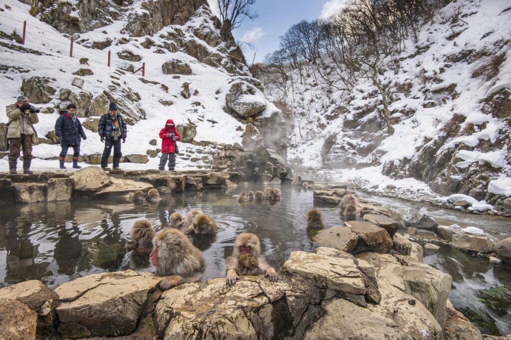 Jigokudani Monkey Park