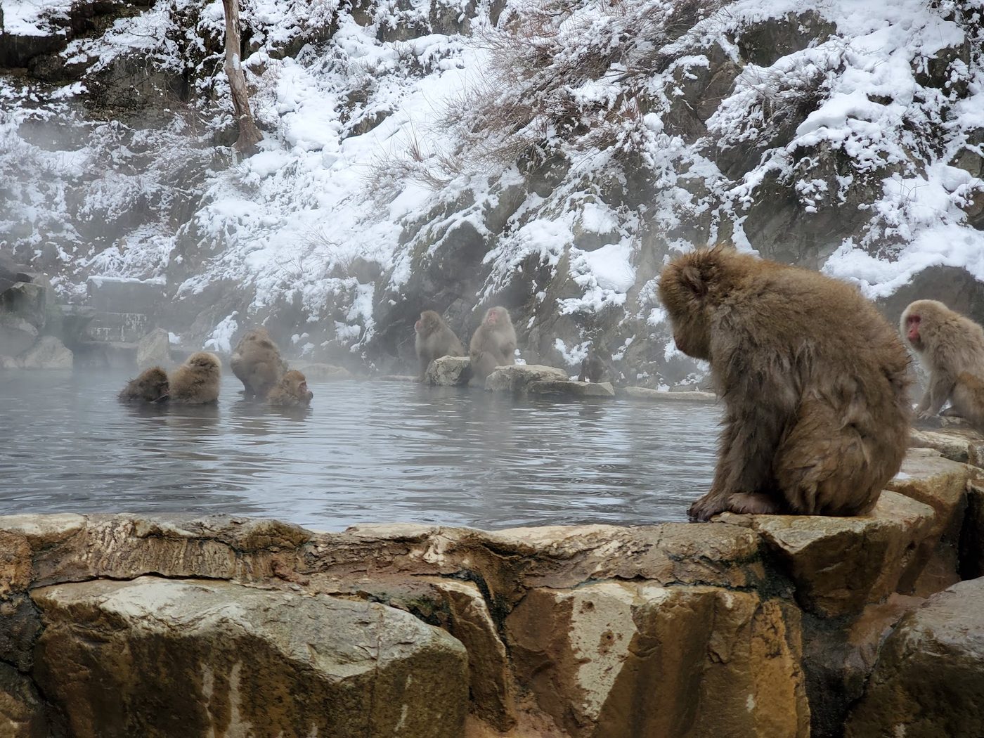 Jigokudani Snow Monkey Express Bus