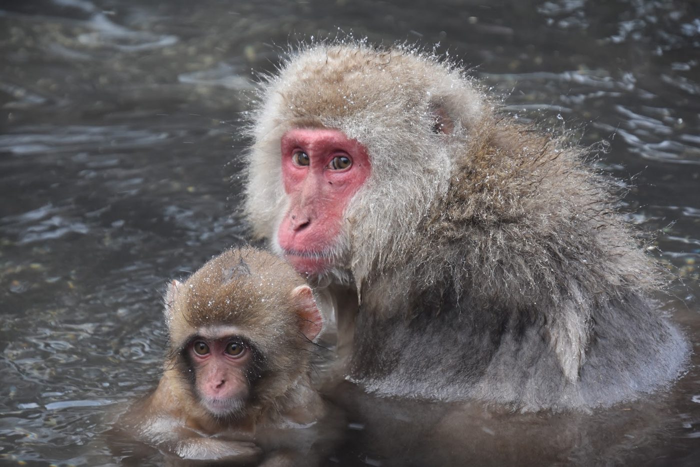 Jigokudani Snow Monkey Onsen Bath