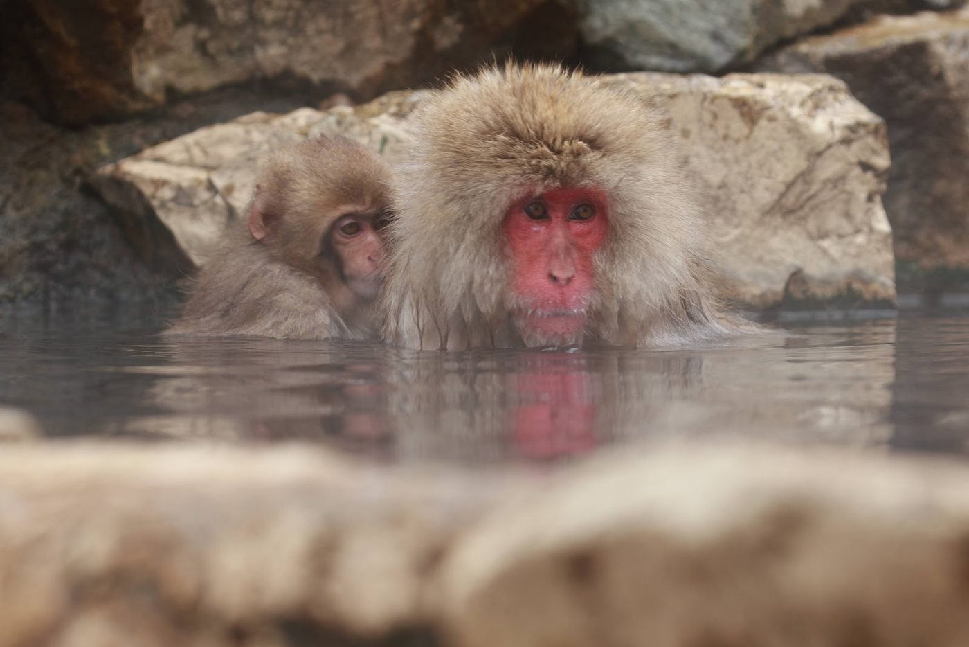 Jigokudani Snow Monkey Onsen Bath