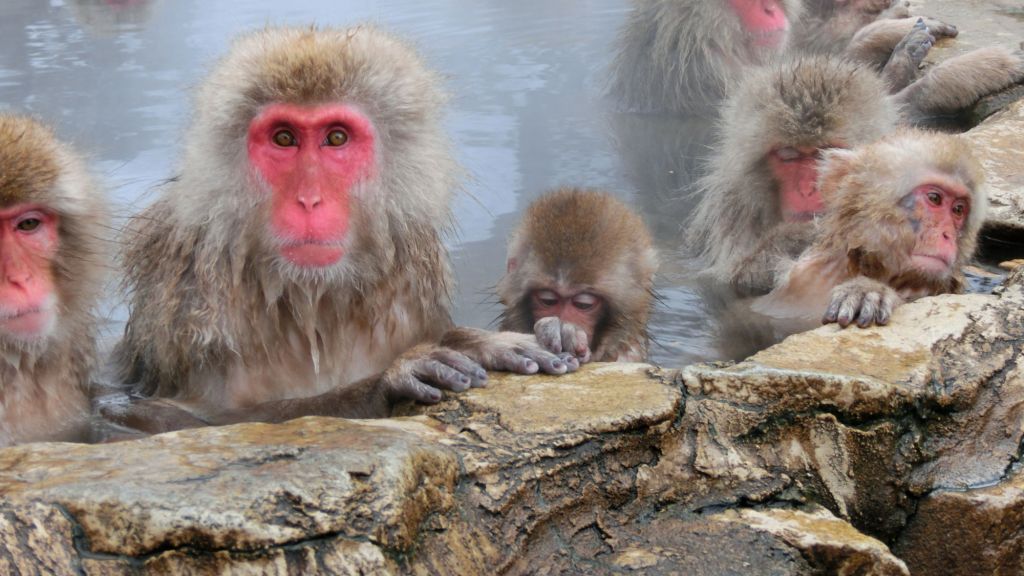 Jigokudani Snow Monkey Park