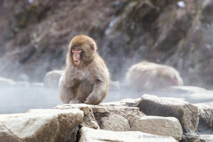 Jigokudani Snow Monkey Park