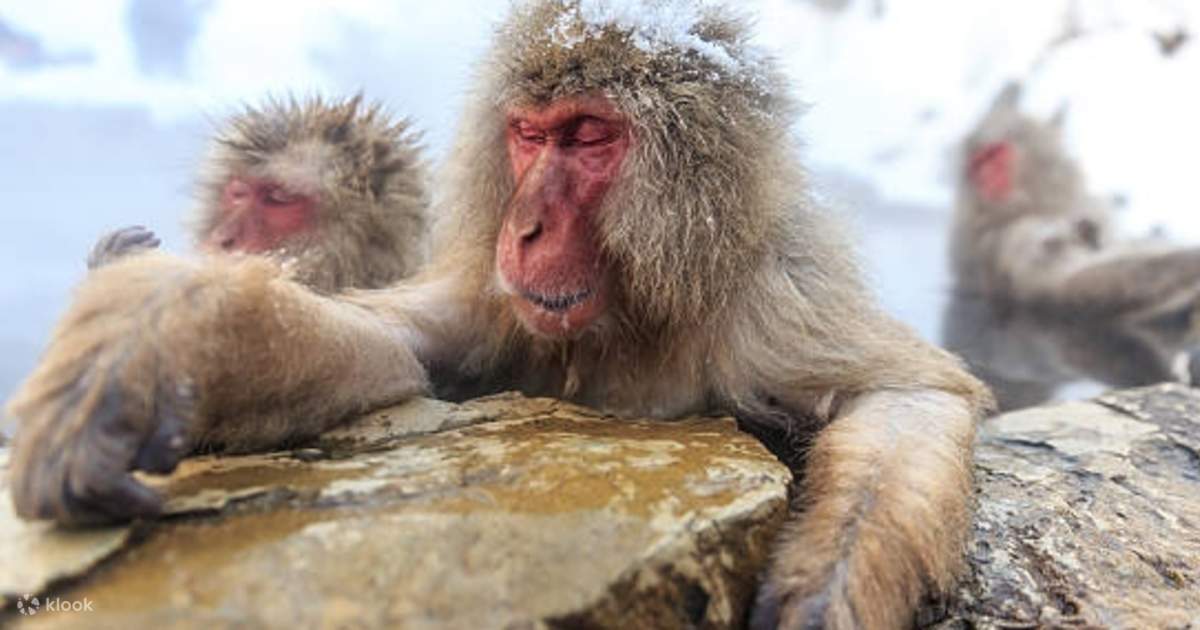 Jigokudani Snow Monkey Park