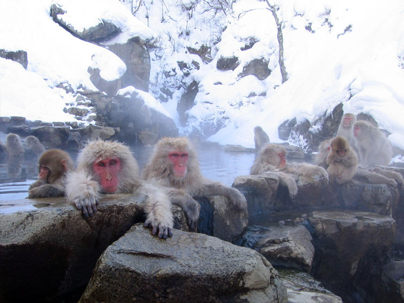 Jigokudani Valley Hot Springs