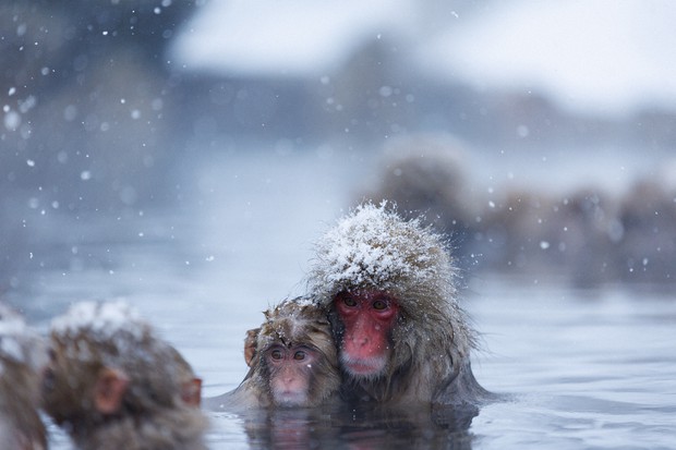 Jigokudani Valley Hot Springs