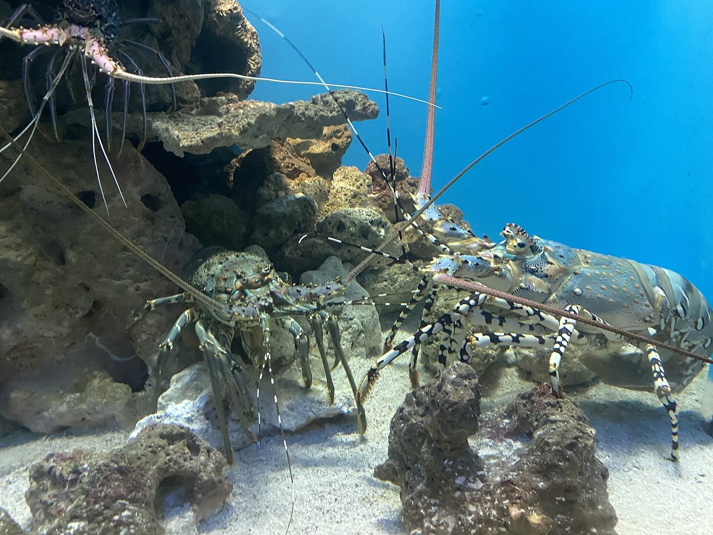 Kagoshima Aquarium
