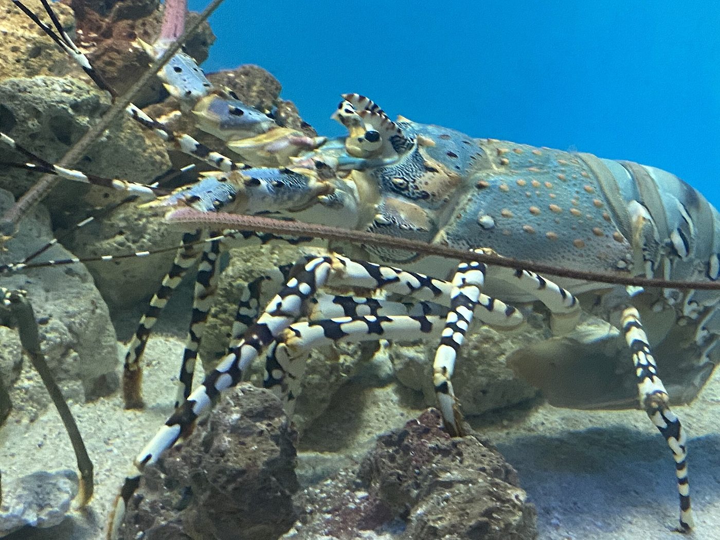 Kagoshima Aquarium
