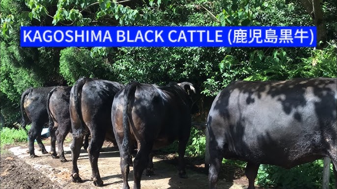 Kagoshima Black Cattle (Wagyu)