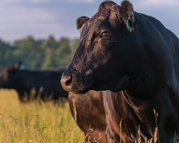 Kagoshima Black Cattle (Wagyu)