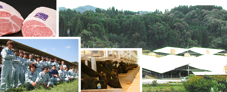 Kagoshima Black Cattle (Wagyu)