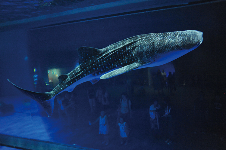 Kagoshima City Aquarium (Io World)