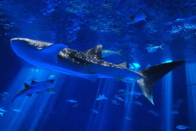 Kagoshima City Aquarium (Io World)