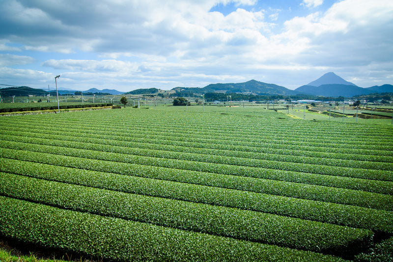 Kagoshima Green Tea (Chiran Tea)