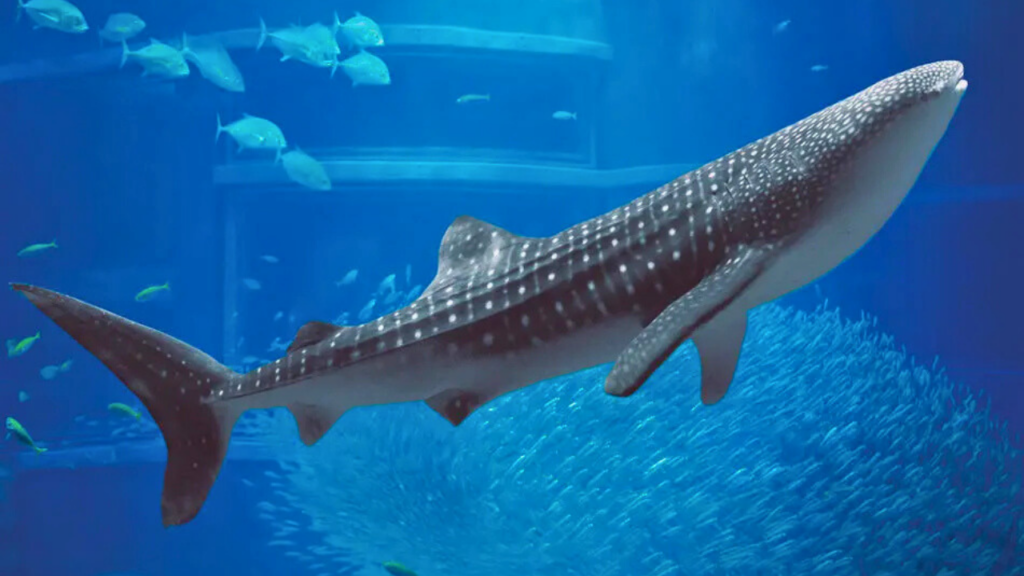 Kaiyukan Aquarium Alternative