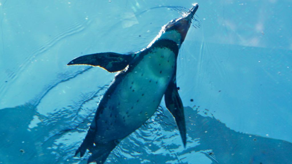 Kaiyukan Aquarium Alternative