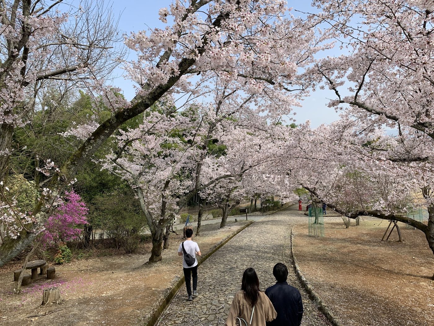 Kameyama Bamboo Grove Path