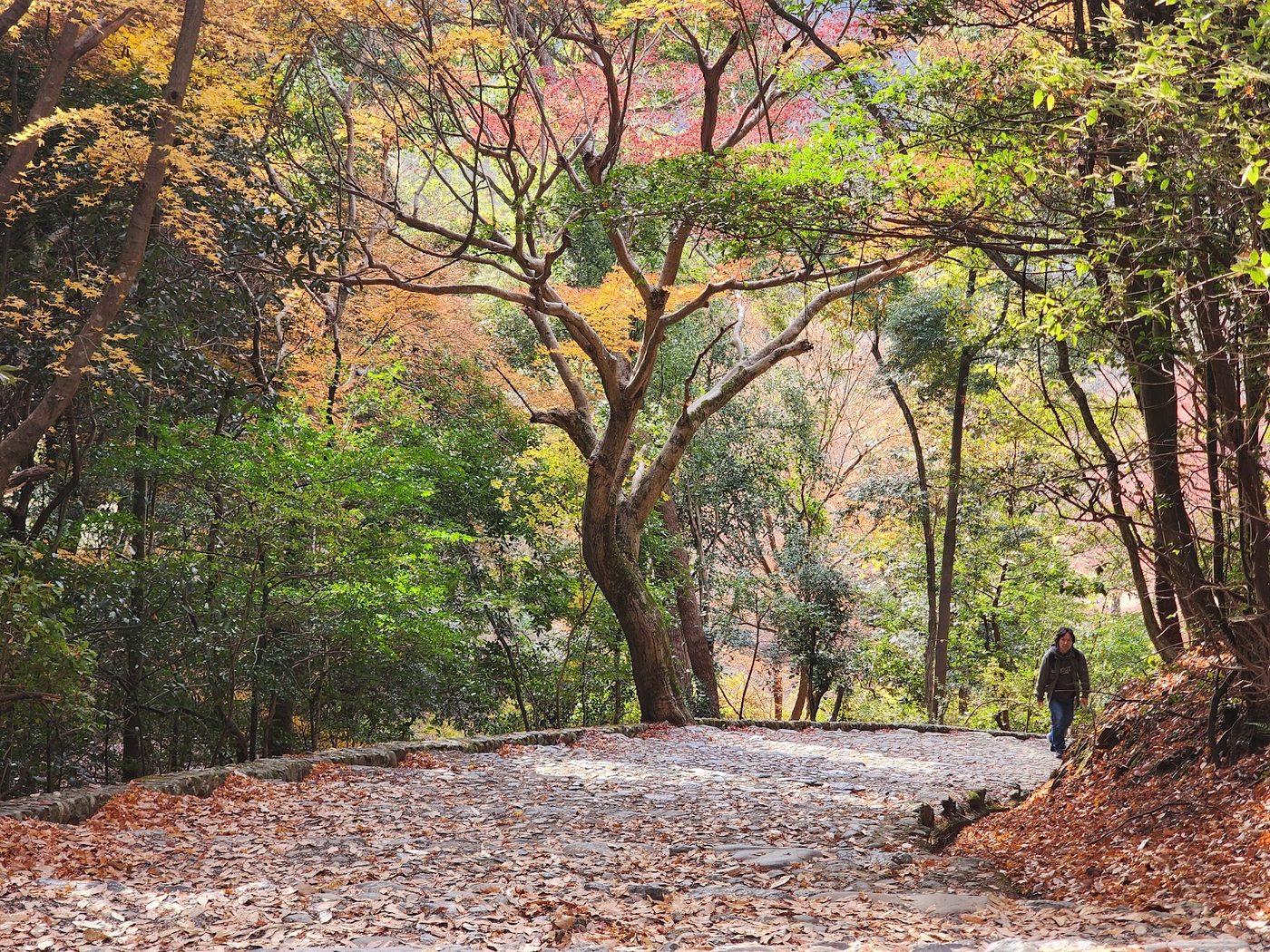 Kameyama Bamboo Grove Path