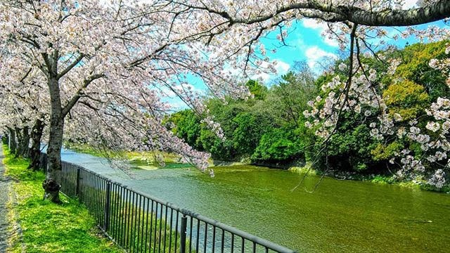 Kamo River Walk