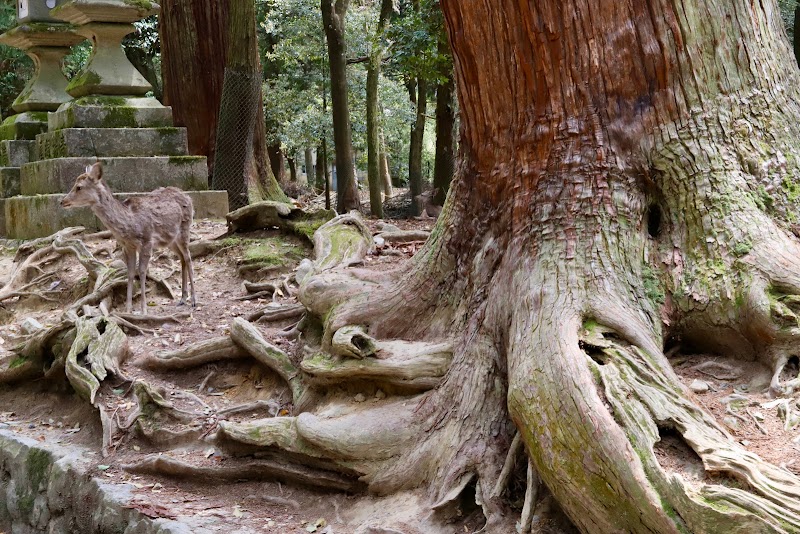 Kasugayama Primeval Forest