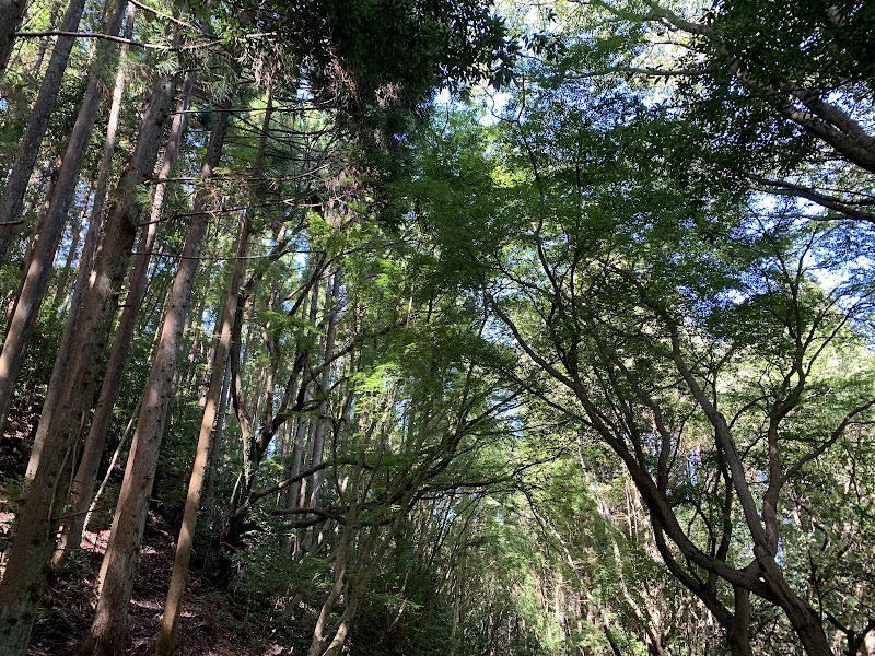 Kasugayama Primeval Forest