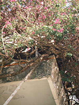 Kinjocho Stone Path