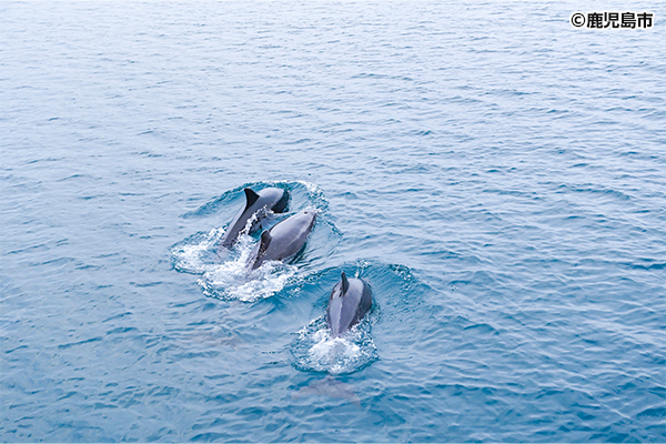 Kinko Bay Dolphin Watching